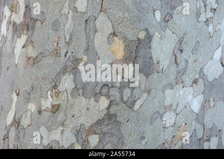 Closeup of plane tree bark, flat full and without borders with the plot highlighted Stock Photo