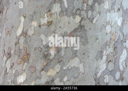 Closeup of plane tree bark, flat full and without borders with the plot highlighted Stock Photo