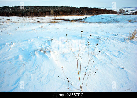 Hills covered with snow, pine forest on the hills, dry flower stems on the foreground, winter blurry landscape, bright blue cloudy sky Stock Photo