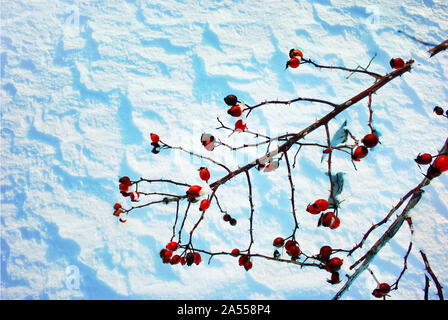 Bush branch with ripe wild rose berries covered with snow on the background of white wavy snow, top view Stock Photo