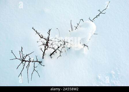 Thorn branches without leaves on bright white snow background, top view Stock Photo