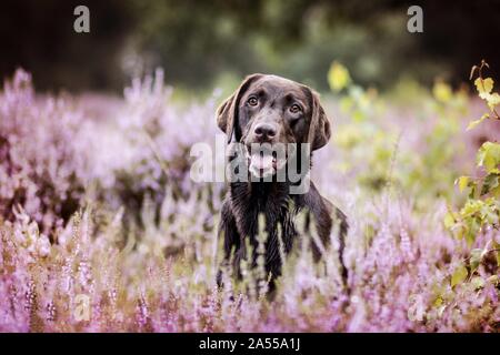 Labrador Retriever Portrait Stock Photo