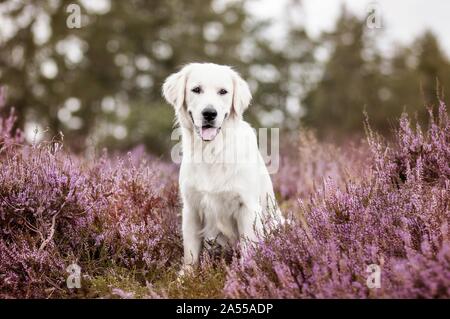 young Golden Retriever Stock Photo