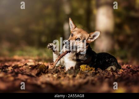 mongrel Stock Photo