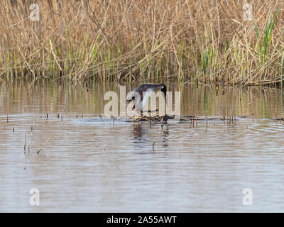 Great crested grebe Podiceps cristatus adult getting on to nest, Ham Wall RSPB Reserve, part of the Avalon Marshes, Somerset Levels and Moors, England Stock Photo