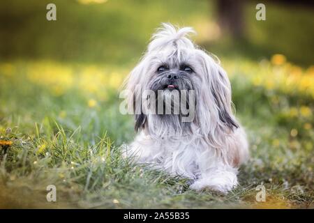 lying Shih Tzu Stock Photo