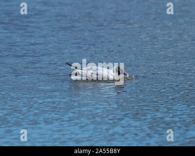 Black-headed gull Larus ridibundus bathing in the lagoon, Dorset Wildlife Trust Reserve, Brownsea Island, Poole Harbour, Dorset, England, UK, March 20 Stock Photo