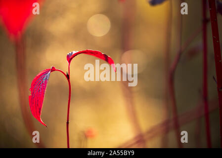 Leaves of Siberian dogwood or Cornus alba in autumn colors with bokeh background, selective focus, shallow DOF Stock Photo