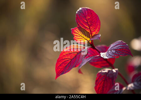 Autumn leaves of Siberian dogwood or Cornus alba in sunlight with bokeh background, selective focus, shallow DOF Stock Photo