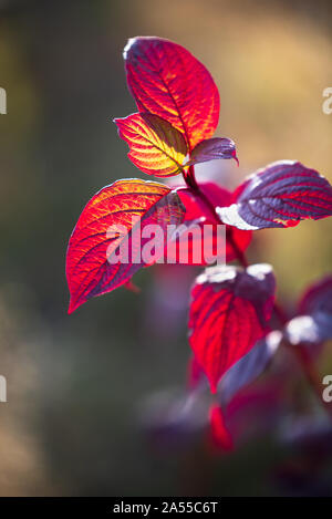 Autumn leaves of Siberian dogwood or Cornus alba in sunlight with bokeh background, selective focus, shallow DOF Stock Photo