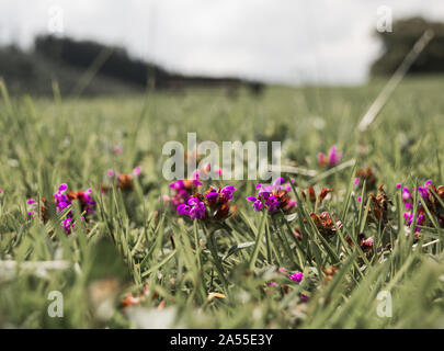 Bee on Flower Stock Photo