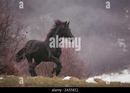 galloping Friesian Horse Stock Photo