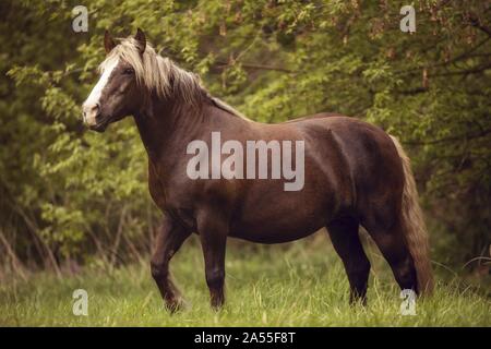 walking Black Forest Horse Stock Photo