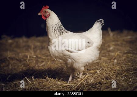 Sussex chicken Stock Photo