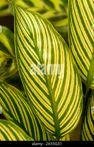 Calathea leaf. Calathea zebrina. Stock Photo