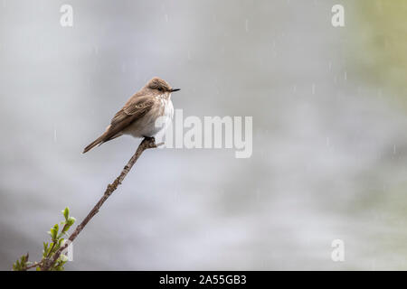 Spotted flycatcher, Muscicapa striata sitting in a tree in rainfall, Norrbotten, Sweden Stock Photo