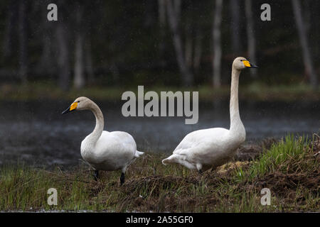 Two Whooper swans, Cygnus cygnus, standing at their nest,  Boden, Norrbotten, Sweden Stock Photo