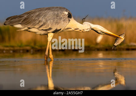Grey heron, Ardea cinerea, having a fish in his beak, Kiskunság national park, Hungary Stock Photo