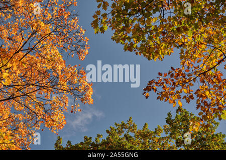 Autumnal background with the colorful tree tops of maple and oak trees against the bright blue sky on a beautiful sunny autumn day in October in Germa Stock Photo