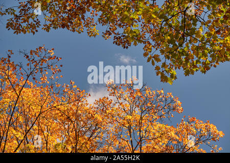 Autumnal background with the colorful tree tops of maple and oak trees against the bright blue sky on a beautiful sunny autumn day in October in Germa Stock Photo