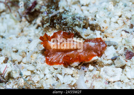 Flatworm - Phrikoceres sp.  West Papua, Indonesia.  Indo-West Pacific. Stock Photo