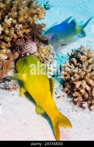 Yellowsaddle goatfish (Parupeneus cyclostomus) hunting small prey in coral branches.  Egypt, Red Sea. Stock Photo