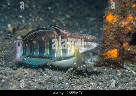 Brown-barred Goby [Amblygobius phalaena].  Lembeh Strait, North Sulawesi, Indonesia. Stock Photo
