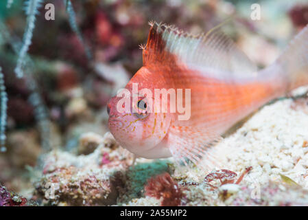 Swallowtail Hawkfish or Lyre-tail Hawkfish [Cyprinocirrhites polyactis].  West Papua, Indonesia.  Indo-West Pacific. Stock Photo