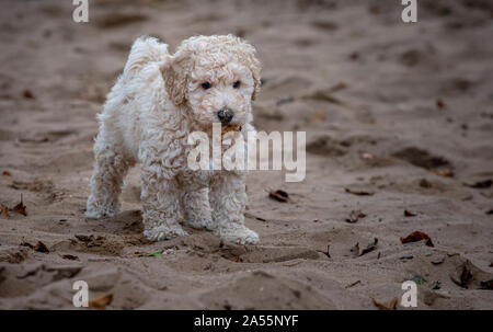 Miniature Apricot Poodle Puppy Holds Leaf in its Mouth Stock Photo