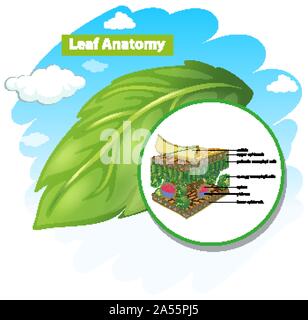 Diagram showing anatomy of a leaf illustration Stock Vector Image & Art ...