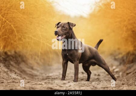 brown male Patterdale Terrier Stock Photo