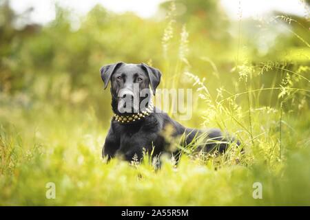 how long do perro de pastor mallorquin live