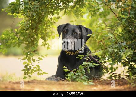 how long do perro de pastor mallorquin live