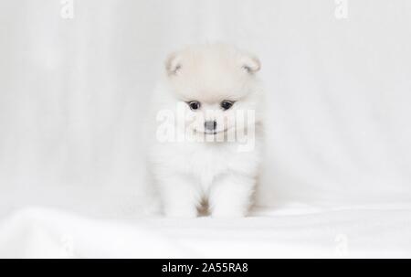 Pomeranian Puppy in front of white background Stock Photo