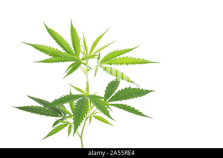 Marijuana plant with leafs isolated on white background. Stock Photo