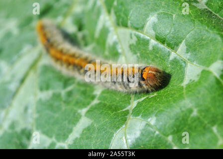 Lasiocampidae caterpillar crawling on green leaf blurry background Stock Photo