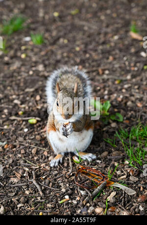 Queens Park Brighton UK - A grey squirrel Sciurus carolinensis ( Omniverous mammalia ) with a nut beside a pair of broken plastic glasses frame Stock Photo