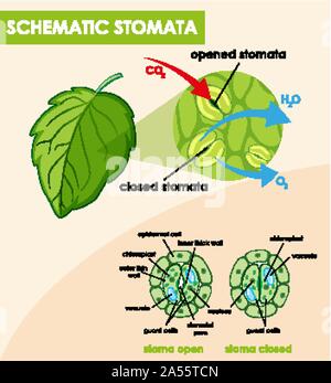 Diagram showing schematic stomata illustration Stock Vector