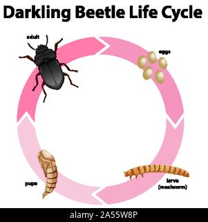 Diagram showing life cycle of darkling beetle illustration Stock Vector ...