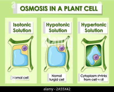 Diagram showing osmosis in plant cell illustration Stock Vector