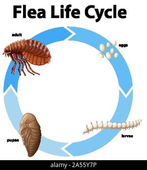 Diagram showing life cycle of flea illustration Stock Vector