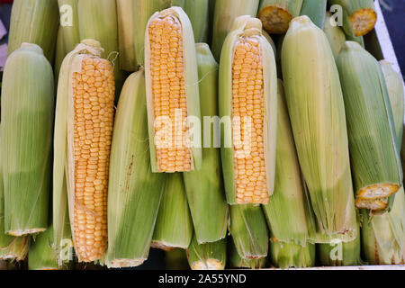 Fresh corn on the cob with husks Stock Photo