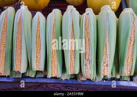 Fresh corn on the cob with husks Stock Photo