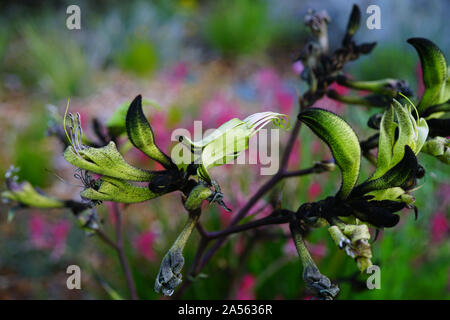 View of a Black Kangaroo Paw flower (Macropidia fuliginosa) in Australia Stock Photo