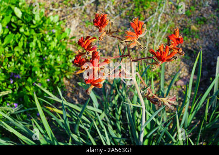 View of a Kings Park Federation Flame red Kangaroo Paw flower (Anigozanthos rufus) in Australia Stock Photo