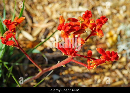 View of a Kings Park Federation Flame red Kangaroo Paw flower (Anigozanthos rufus) in Australia Stock Photo