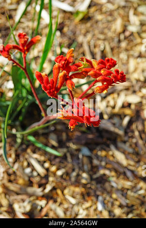 View of a Kings Park Federation Flame red Kangaroo Paw flower (Anigozanthos rufus) in Australia Stock Photo