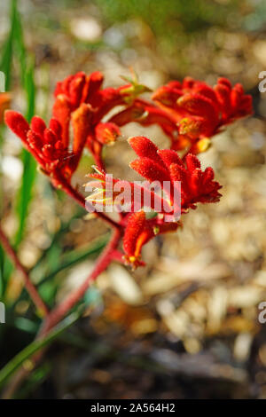 View of a Kings Park Federation Flame red Kangaroo Paw flower (Anigozanthos rufus) in Australia Stock Photo