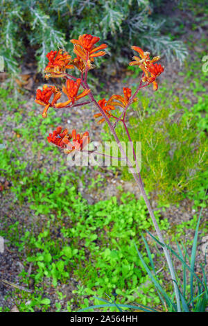 View of a Kings Park Federation Flame red Kangaroo Paw flower (Anigozanthos rufus) in Australia Stock Photo