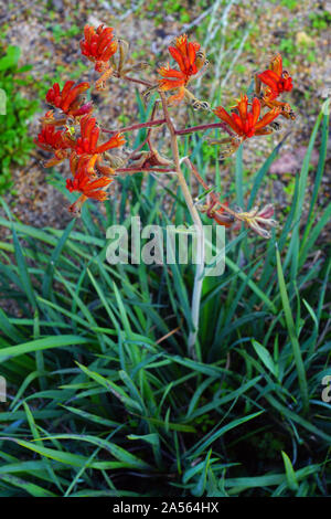 View of a Kings Park Federation Flame red Kangaroo Paw flower (Anigozanthos rufus) in Australia Stock Photo